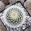 Mammillaria Pilcayensis