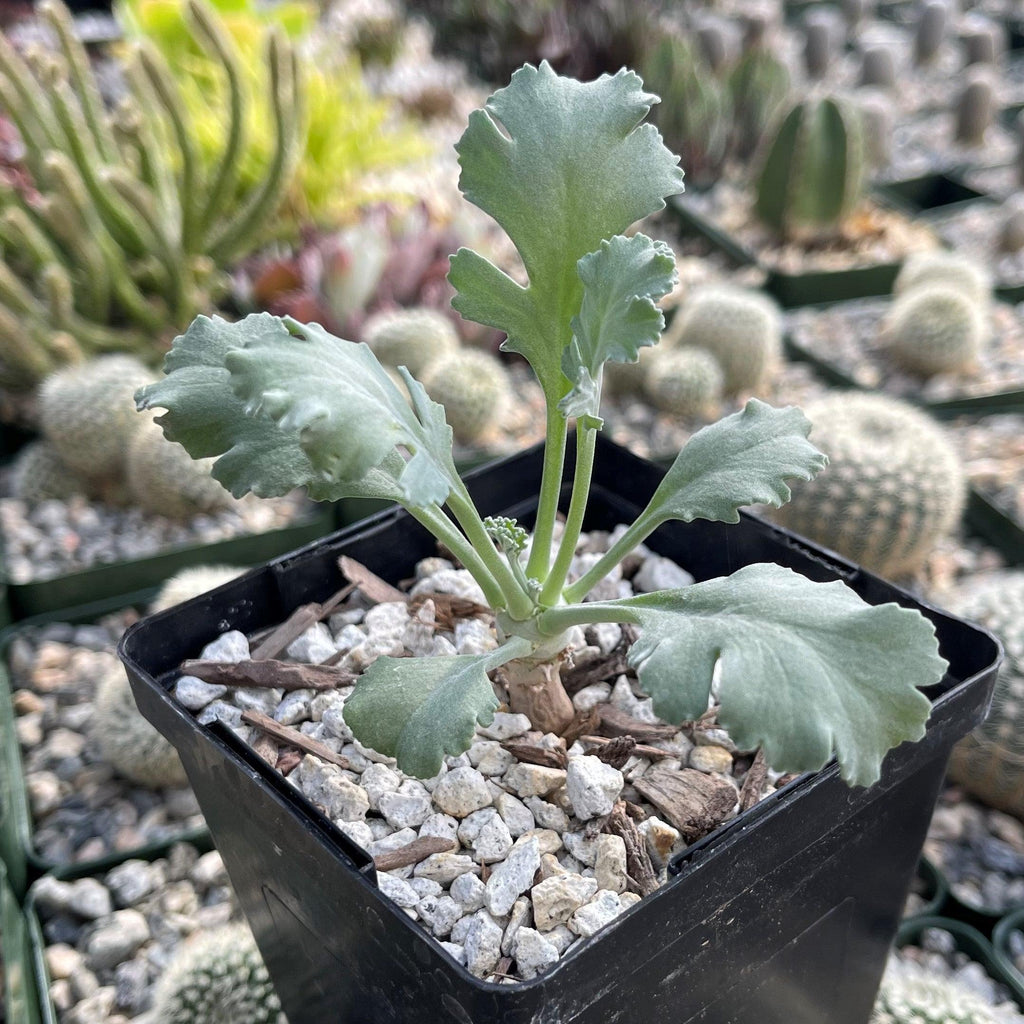Pelargonium klinghardtense