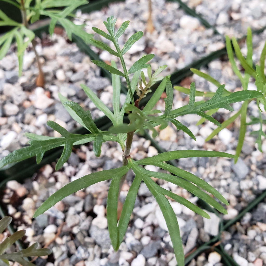 Bursera microphylla Elephant Tree