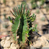 Euphorbia aggregata