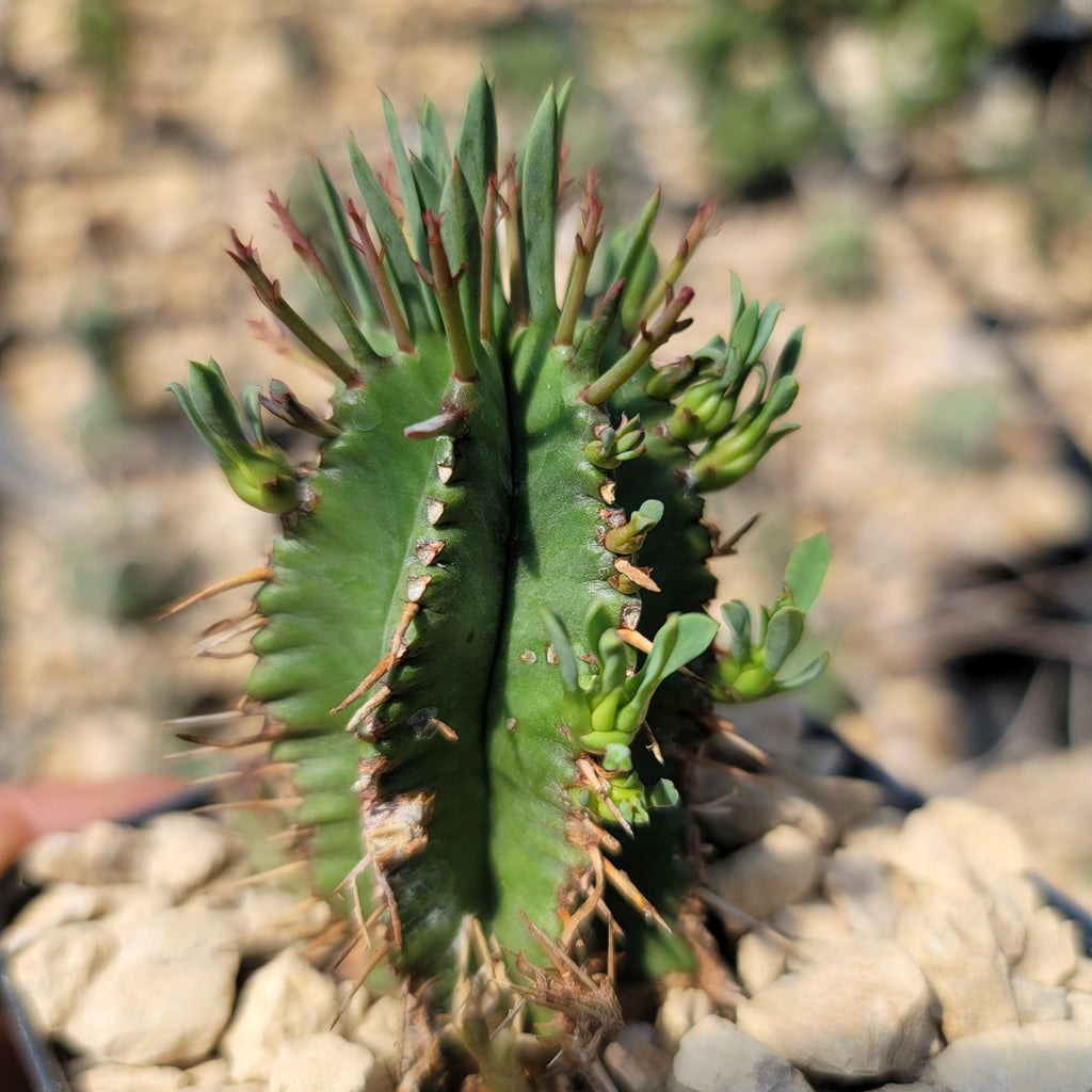 Euphorbia aggregata