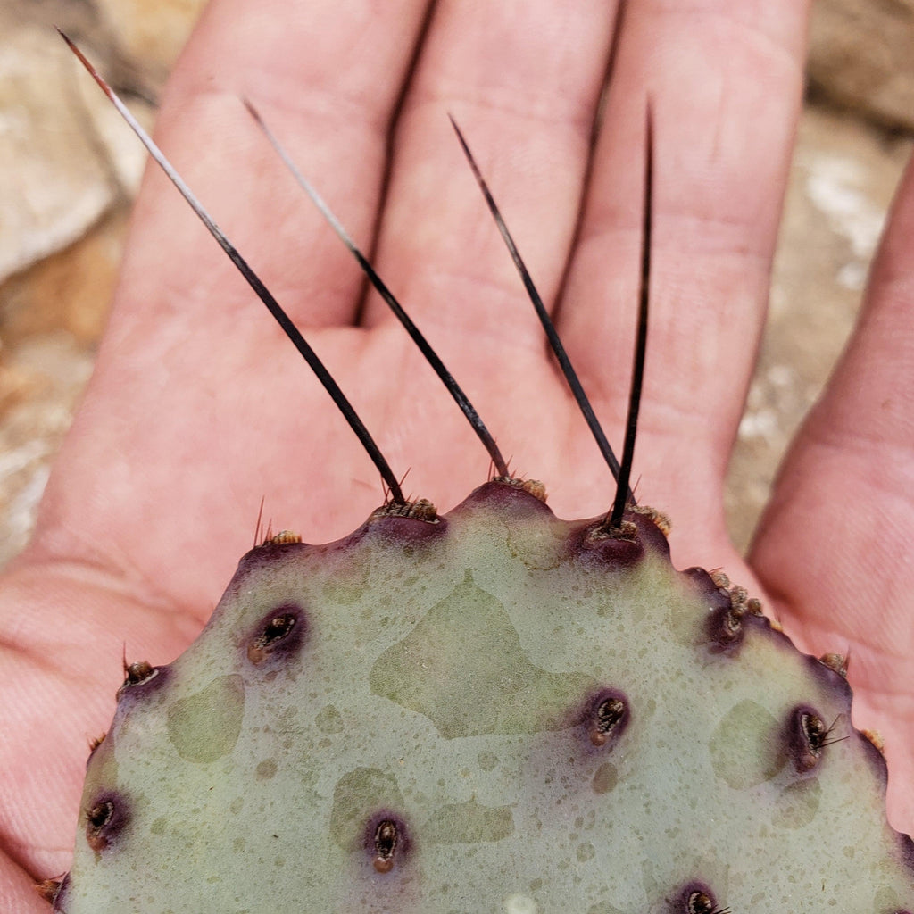 Opuntia macrocentra cutting