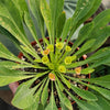 Euphorbia bupleurifolia large Specimen