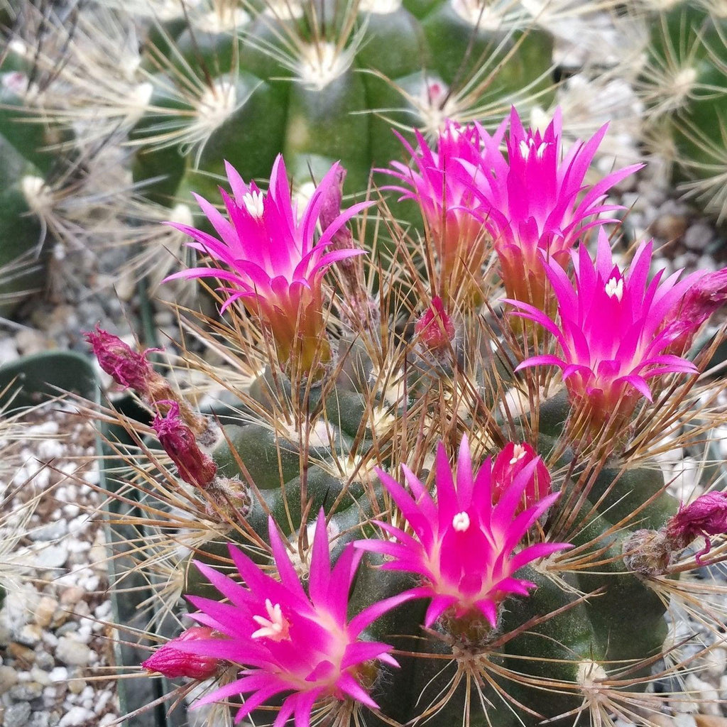 Neoporteria or Eriosyce villosa