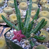 Stapelia scitula