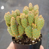 Opuntia rufida minima monstrose