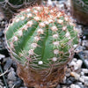 Close-up of Notocactus arachnites, a small round green cactus with white and brown spines resting among gravel, ideal for collections.