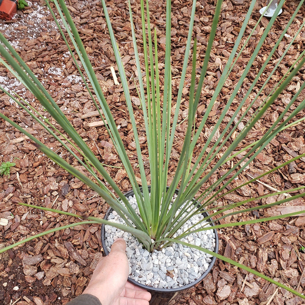 gal Hesperoyucca whipplei Specimen
