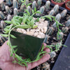 String of Fishhook Plant - Senecio Radicans &