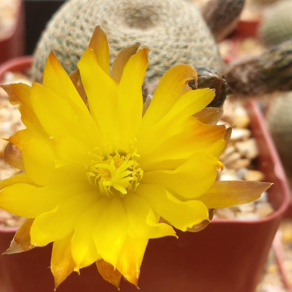 Lobivia famatimensis