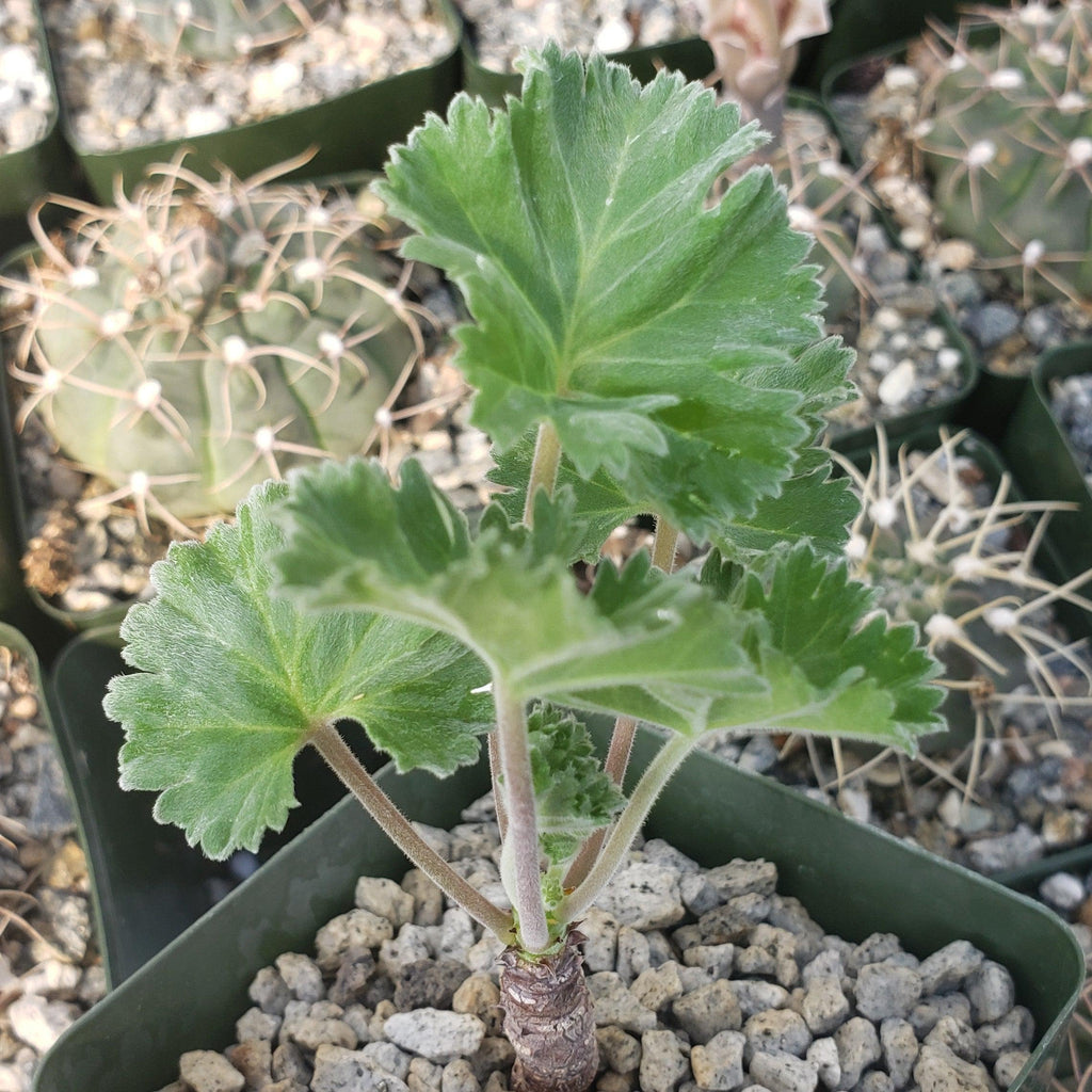 Pelargonium crassicaule