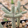 Cylindropuntia ramosissima