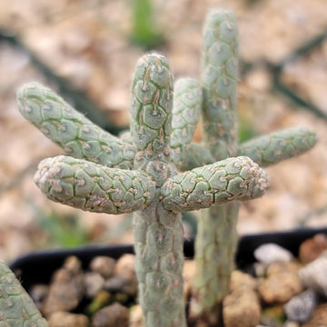 pencil cholla cactus Cylindropuntia ramosissima