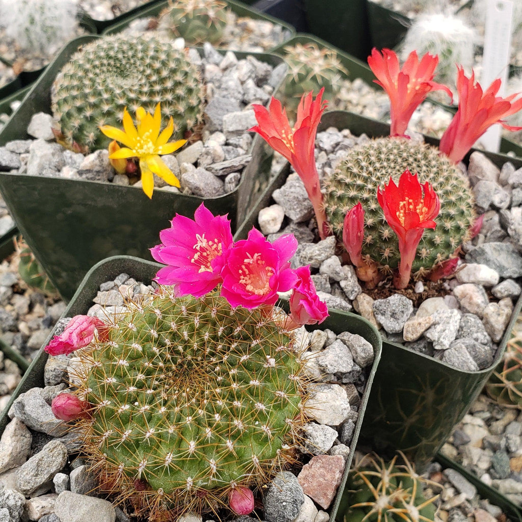 Rebutia minuscula