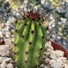 Organ Pipe Cactus ‘Stenocereus thurberi’