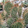 Opuntia rhodantha pad cutting