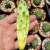 Sunburst Prickly Pear - Opuntia cochenillifera variegata Cutting