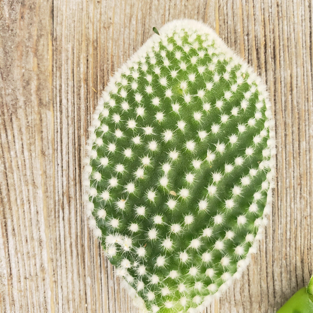 Opuntia microdasys albata 3 cuttings