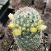 Mammillaria microhelia