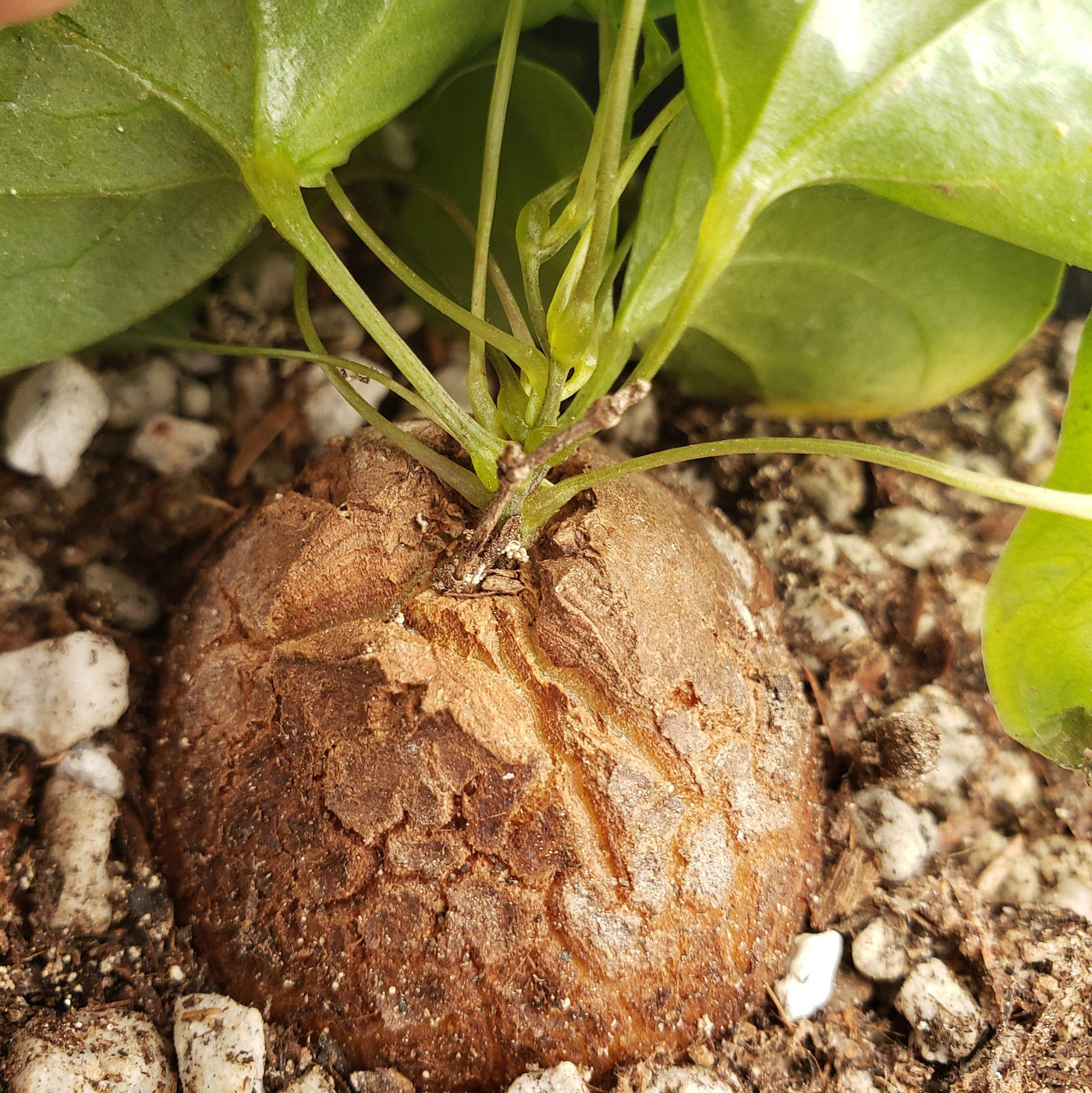 succulent elephant foot Buy 'Dioscorea elephantipes - Elephants Foot Succulent' For Sale