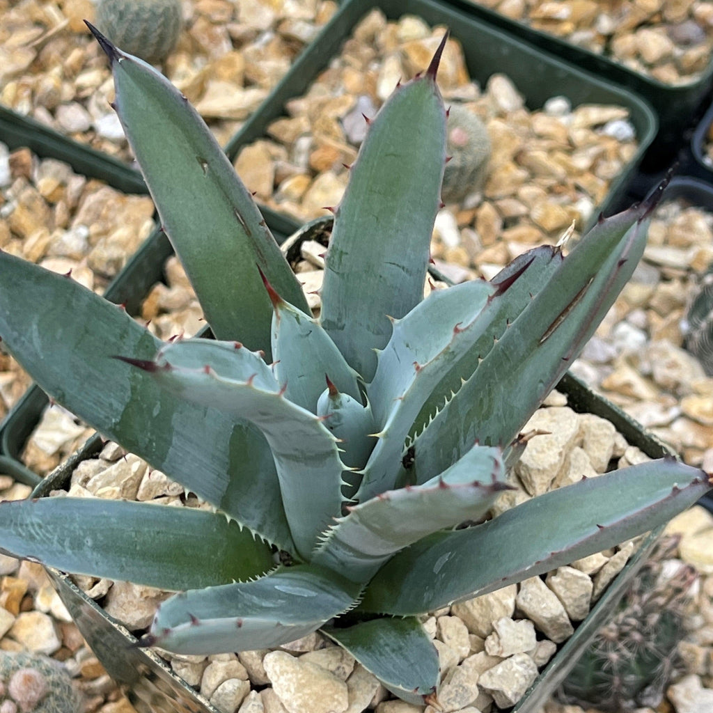 Agave macroacantha