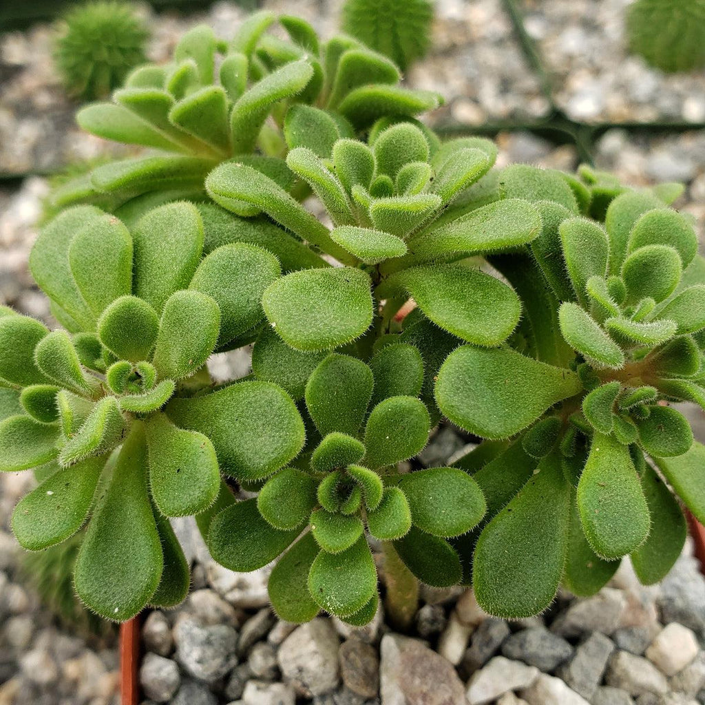 irish succulent Beautiful Aeonium Bethencourtianum | Gouty Houseleek