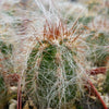 Old Man of the Andes Cactus -  Oreocereus celsianus