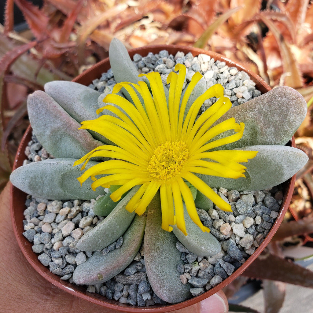 Glottiphyllum oligocarpum