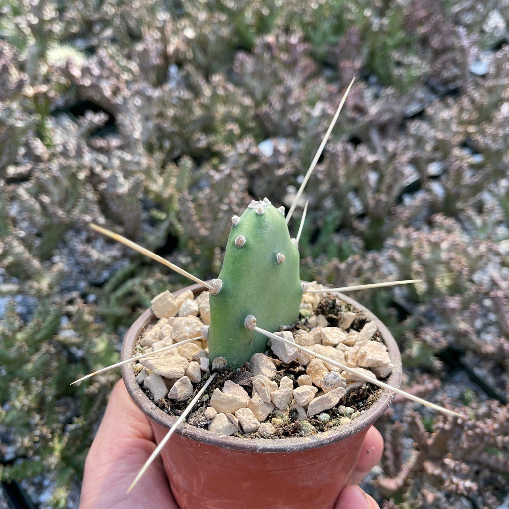 Opuntia quimilo pad cutting