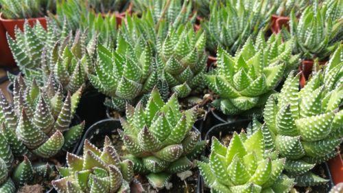 Zebra Wart ‘Haworthia reinwardtii’