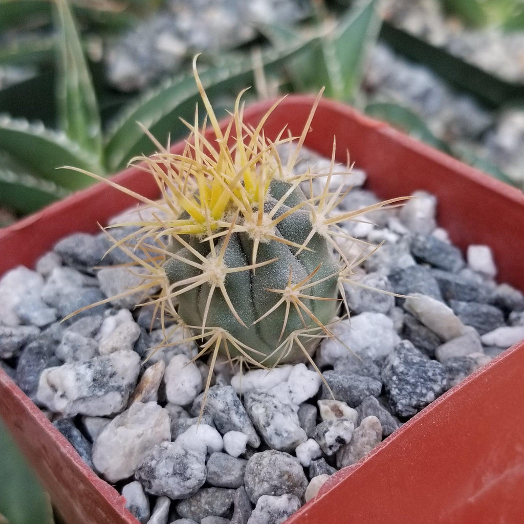 Ferocactus chrysacanthus
