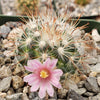 Mammillaria moelleriana