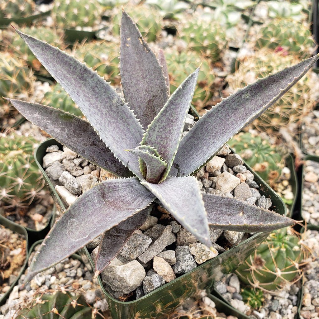 Agave silver fox