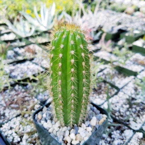 Golden Torch Cactus - Trichocereus spachianus