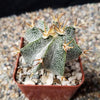 Astrophytum ornatum metztitlan