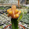 Chamaecereus lutea grafted Large