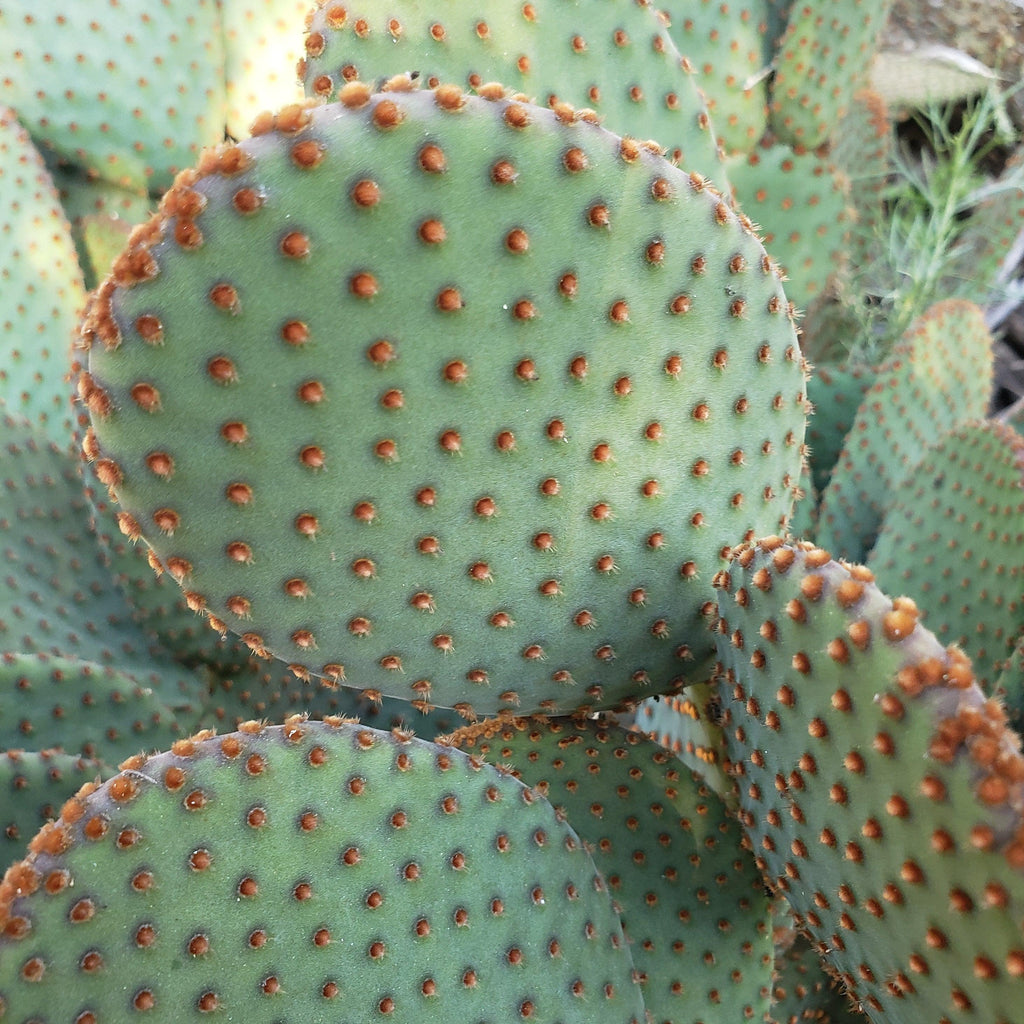 Opuntia microdasys rufida