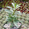 Adenium swazicun