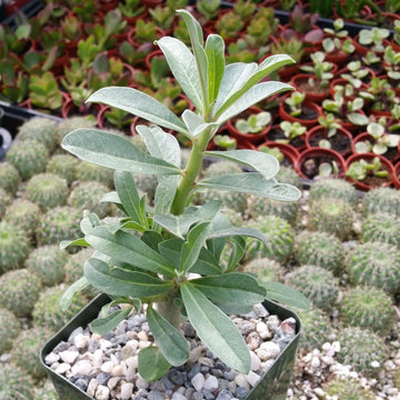 lily succulent Adenium swazicun