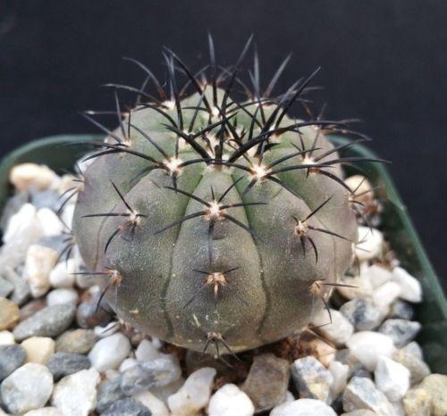Copiapoa cinerea