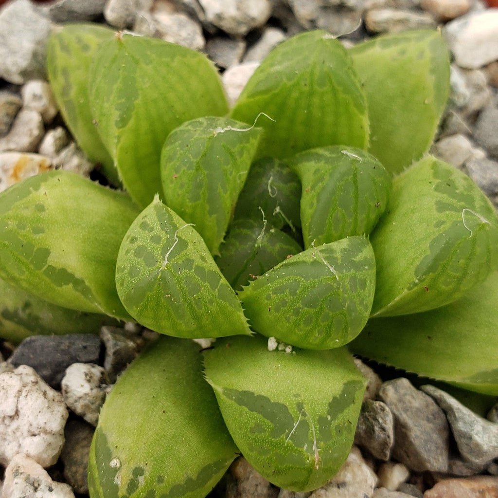 Haworthia obtusa