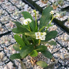 Crown of Thorns Plant &