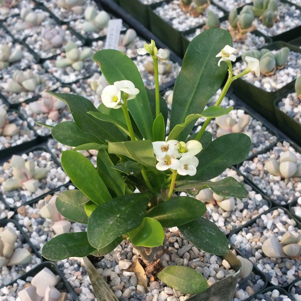 Crown of Thorns Plant &