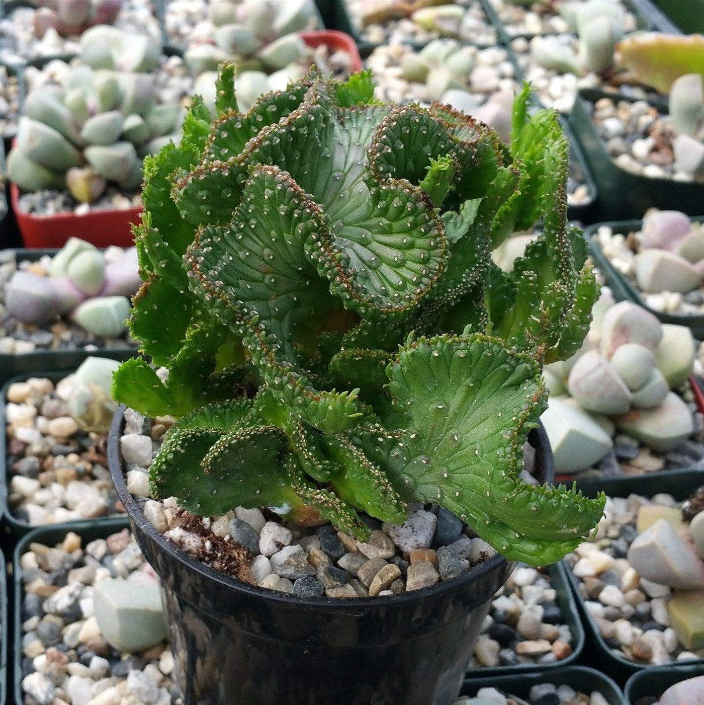 Euphorbia flanaganii f. cristata " Green Coral "