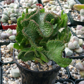 francis cactus succulents Euphorbia flanaganii f. cristata " Green Coral "