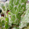 Opuntia monacantha cutting