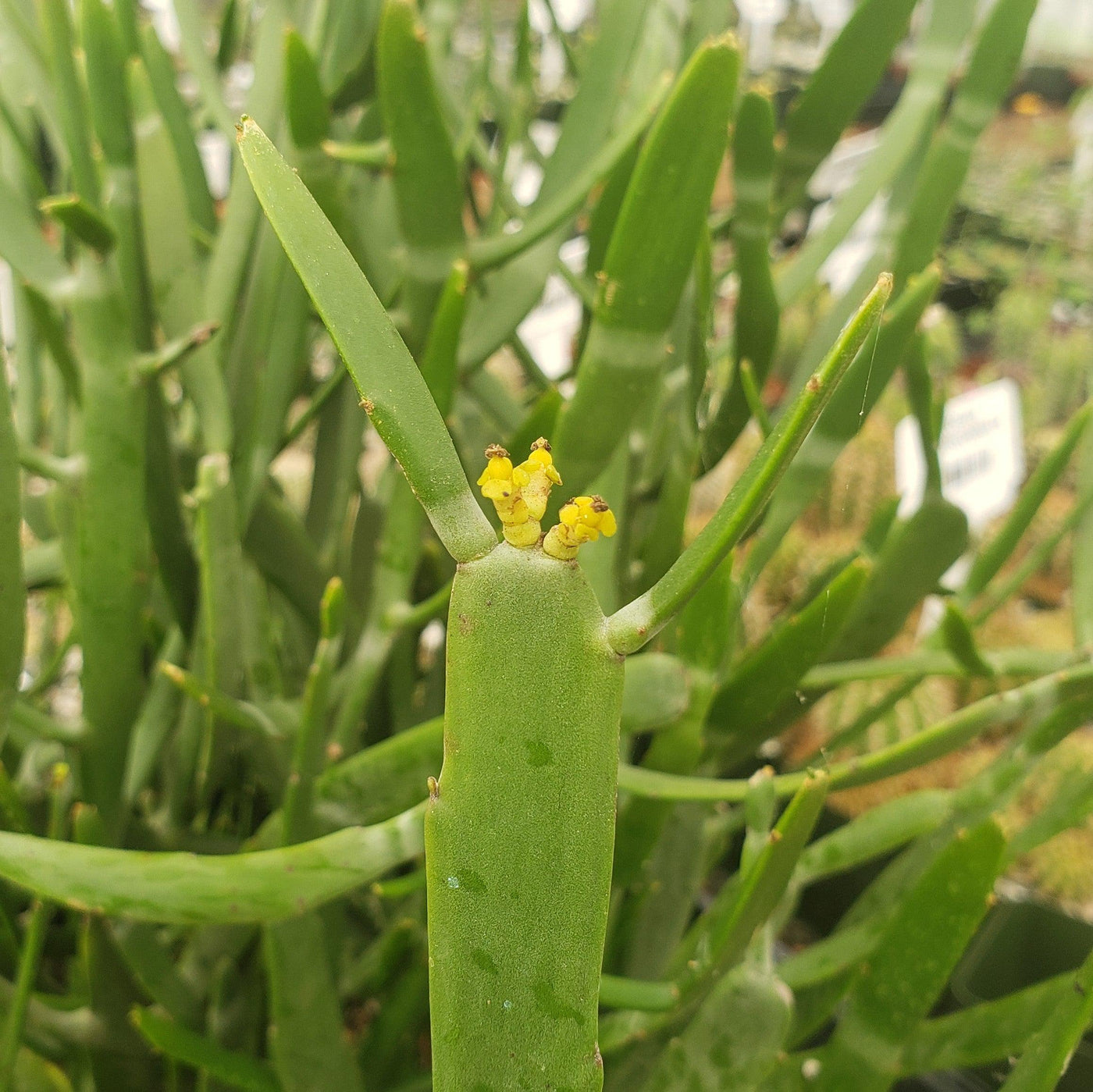 Euphorbia xylophylloides 5 cuttings
