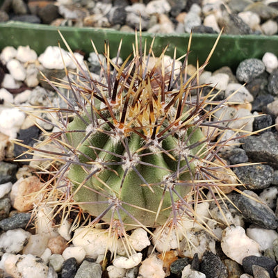 Echinopsis melanopotamica