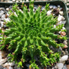 Euphorbia susannae