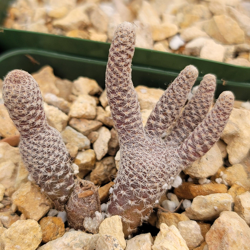 Puna clavarioides (Maihueniopsis clavarioides)